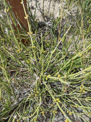 Ephedra ochreata (Sulupe) — photo