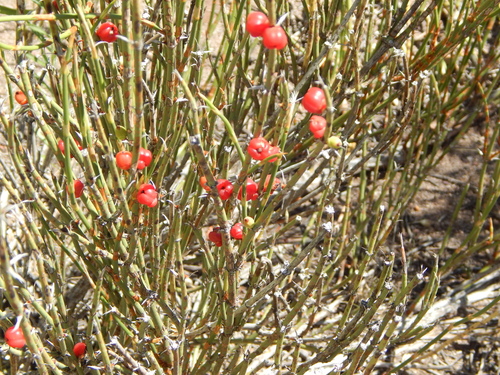 Ephedra ochreata (Sulupe) — photo