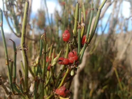 Ephedra ochreata