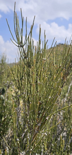 Ephedra pachyclada — photo