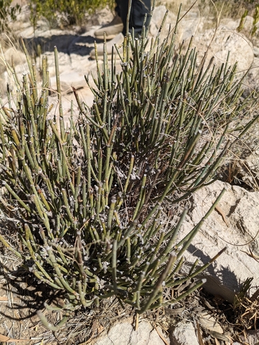 Ephedra pachyclada — photo