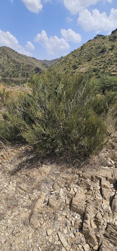 Ephedra pachyclada