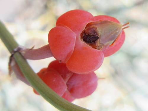 Ephedra sinica (Ma Huang) — photo