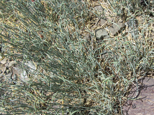 Ephedra sinica (Ma Huang) — photo