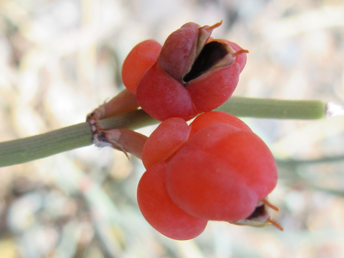 Ephedra sinica