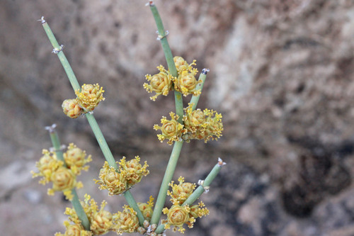 Ephedra torreyana (Mexican tea) — photo