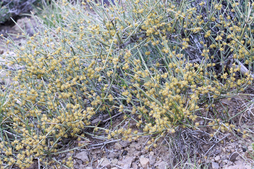 Ephedra torreyana (Mexican tea) — photo