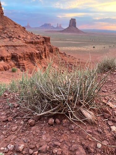 Ephedra torreyana