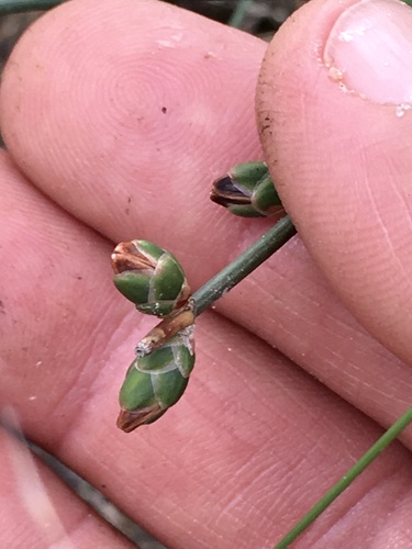 Ephedra triandra — photo