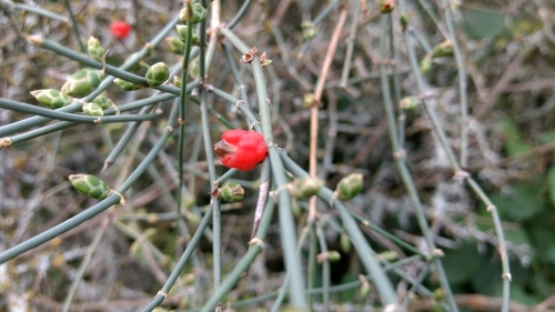 Ephedra triandra