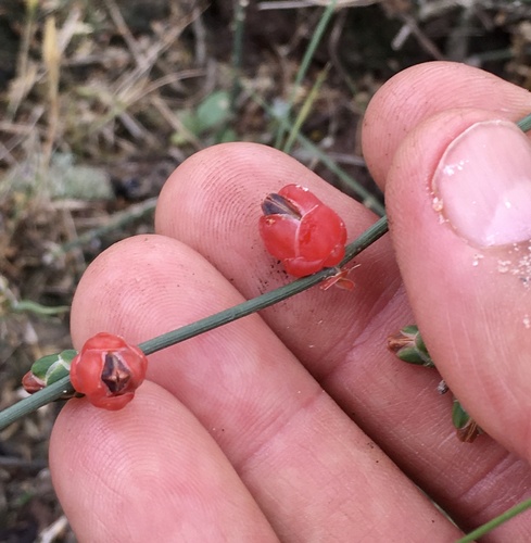 Ephedra triandra — photo