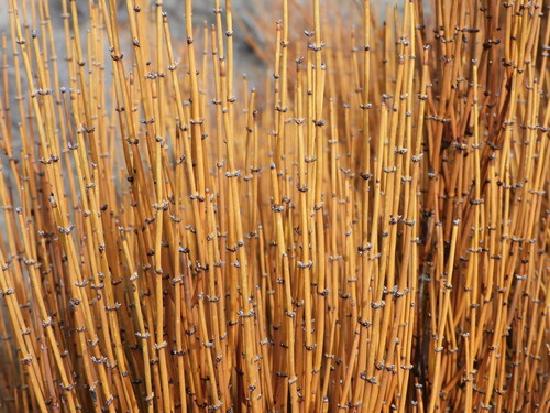 Ephedra viridis (Mormon tea) — photo