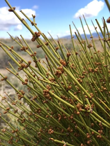 Ephedra viridis