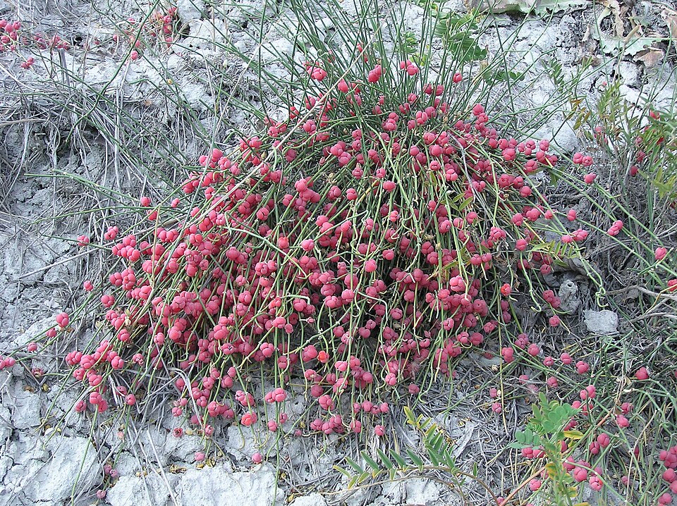 Ephedra vulgaris (Teamster’s Tea) — photo