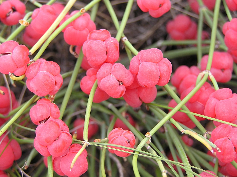 Ephedra vulgaris