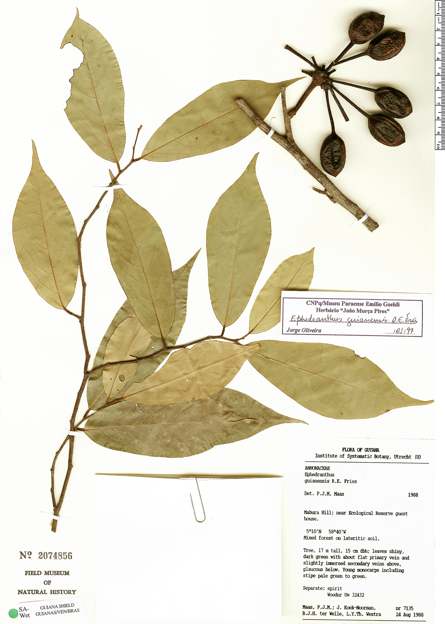 Ephedranthus guianensis (Guianas ephedranthus) — photo