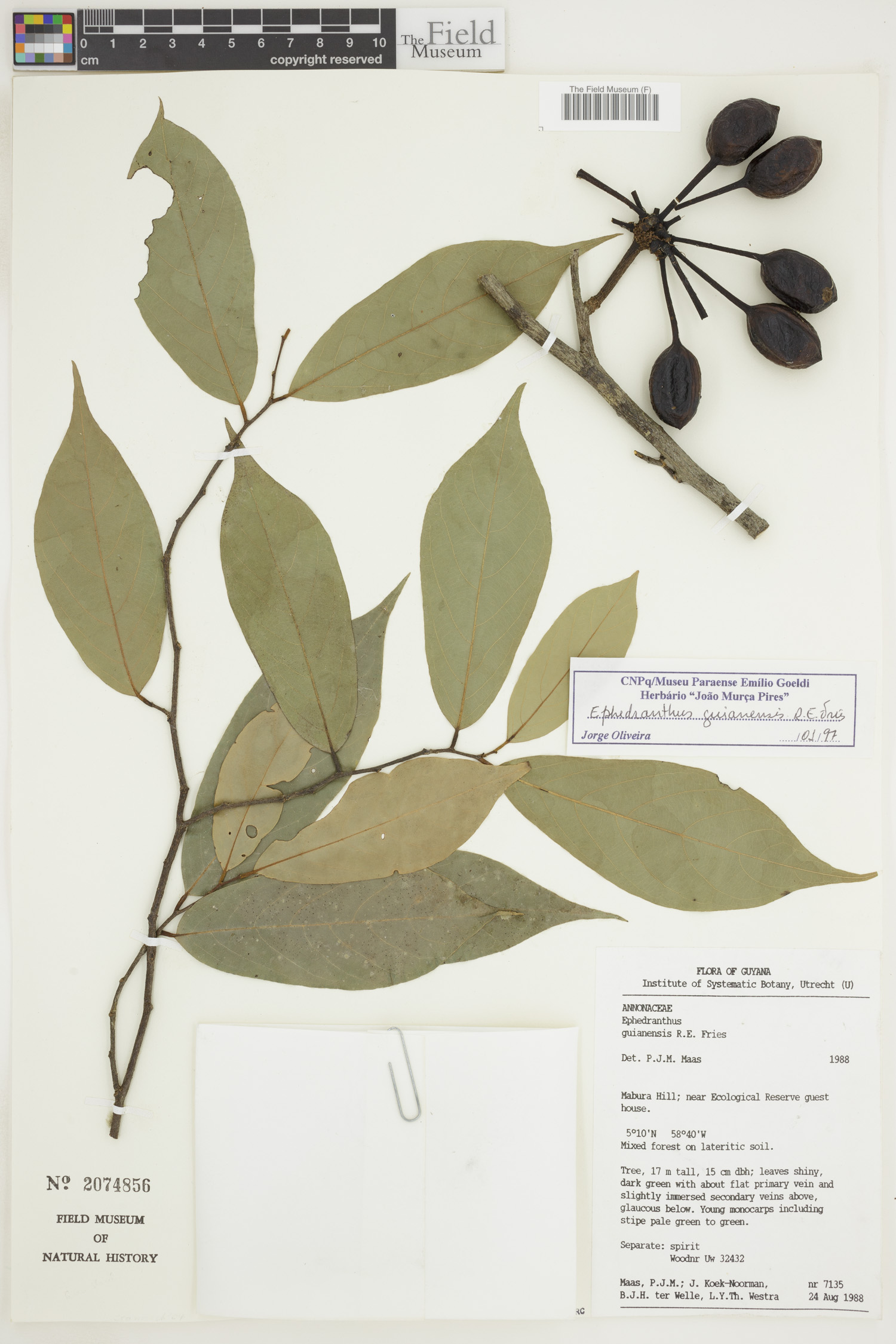 Ephedranthus guianensis