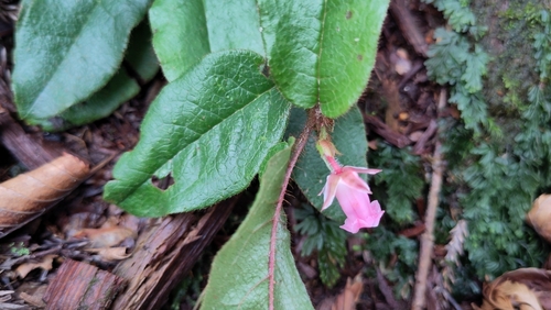 Epigaea asiatica (Japanese mayflower) — photo