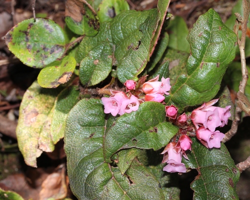 Epigaea asiatica