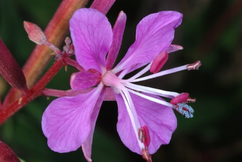 Epilobium angustifolium (Rose bay) — photo