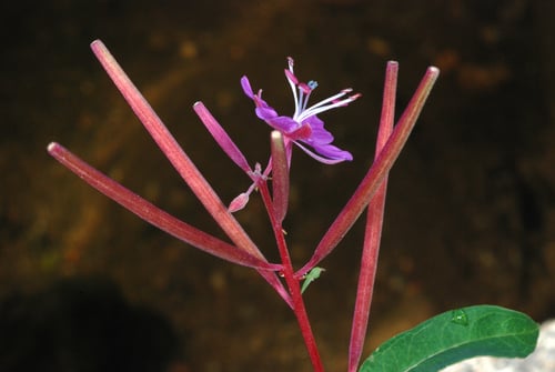 Epilobium angustifolium (Rose bay) — photo