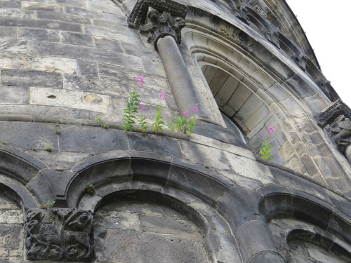 Epilobium angustifolium