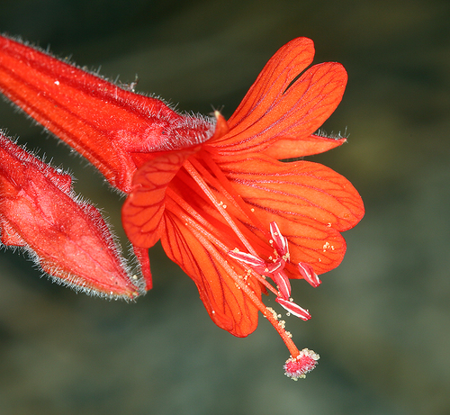 Epilobium canum subsp. latifolium (Hummingbird trumpet) — photo