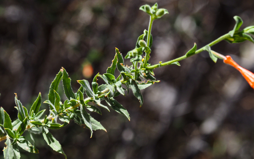 Epilobium canum subsp. latifolium (Hummingbird trumpet) — photo