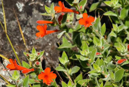 Epilobium canum subsp. latifolium