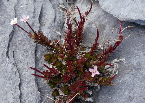 Epilobium glabellum — photo