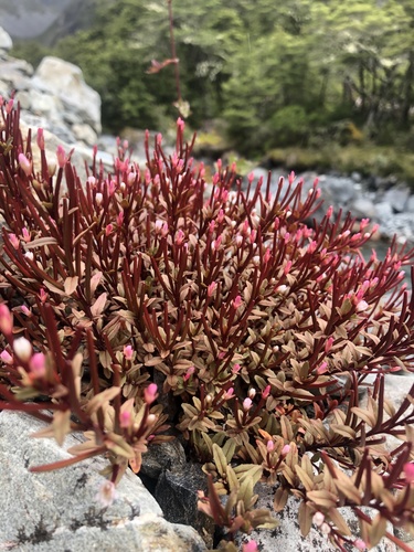 Epilobium glabellum — photo