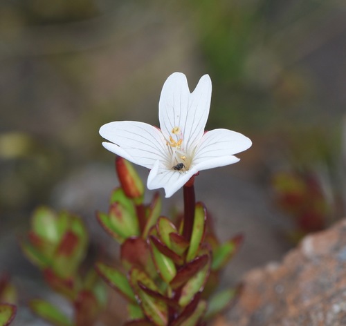 Epilobium glabellum
