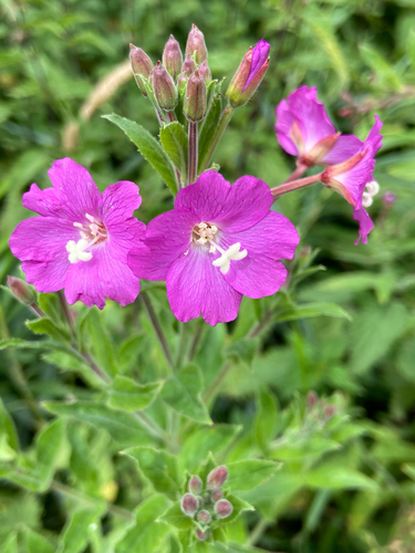 Epilobium hirsutum (Great hairy Willow Herb) — photo