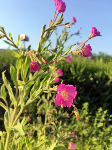 Epilobium hirsutum (Great hairy Willow Herb) — photo