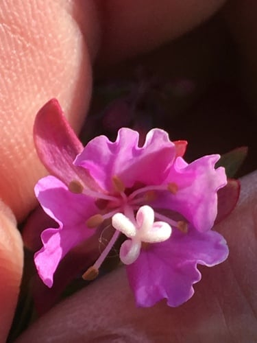 Epilobium latifolium (Dwarf fireweed) — photo