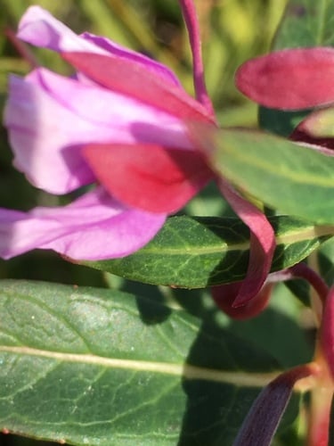 Epilobium latifolium (Dwarf fireweed) — photo