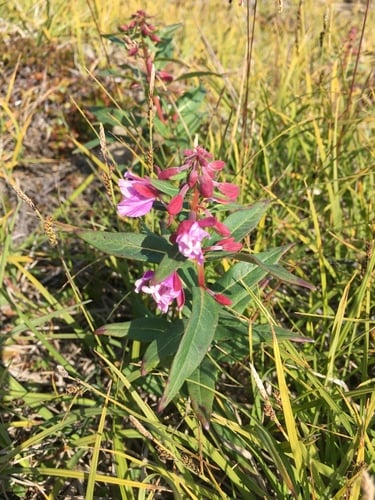 Epilobium latifolium