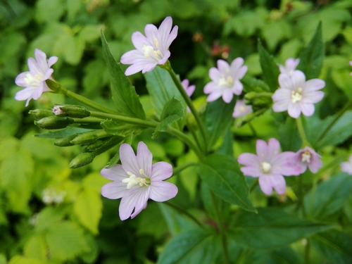 Epilobium montanum (Broad-leaved willowherb) — photo