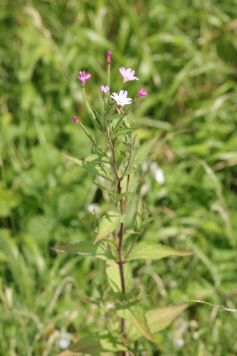 Epilobium montanum (Broad-leaved willowherb) — photo