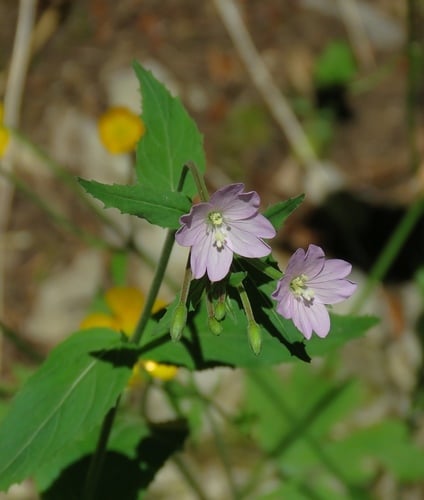 Epilobium montanum