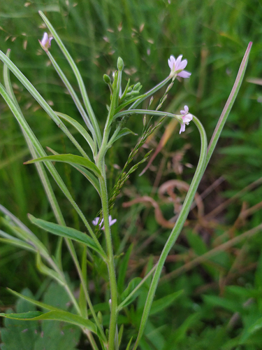 Epilobium palustre (Marsh Willow-herb) — photo