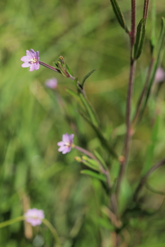 Epilobium palustre (Marsh Willow-herb) — photo