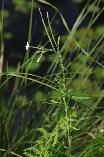 Epilobium palustre