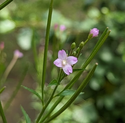 Epilobium parviflorum (Codlins and cream) — photo