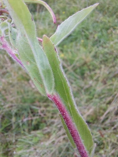 Epilobium parviflorum (Codlins and cream) — photo