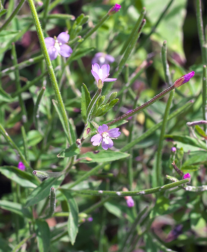 Epilobium pyrricholophum — photo