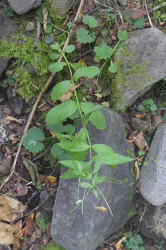 Epilobium pyrricholophum — photo