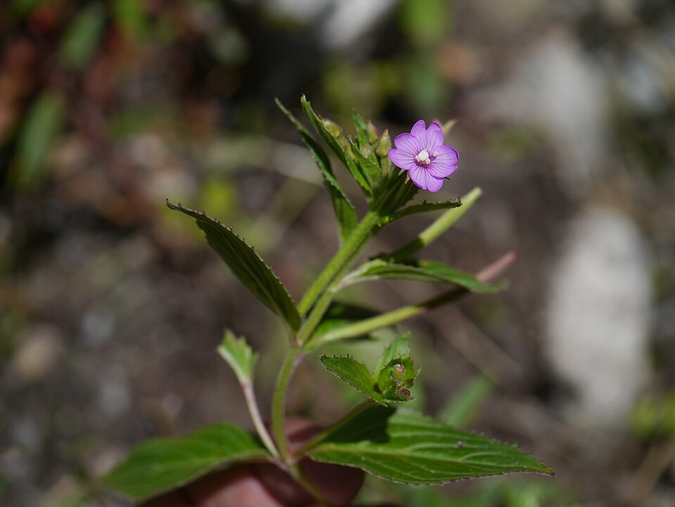 Epilobium royleanum (Aatraasu) — photo