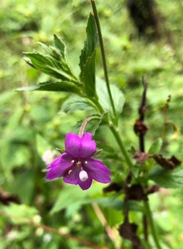 Epilobium royleanum