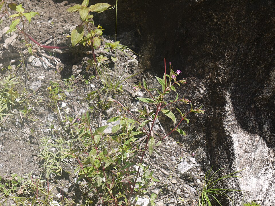 Epilobium royleanum (Aatraasu) — photo